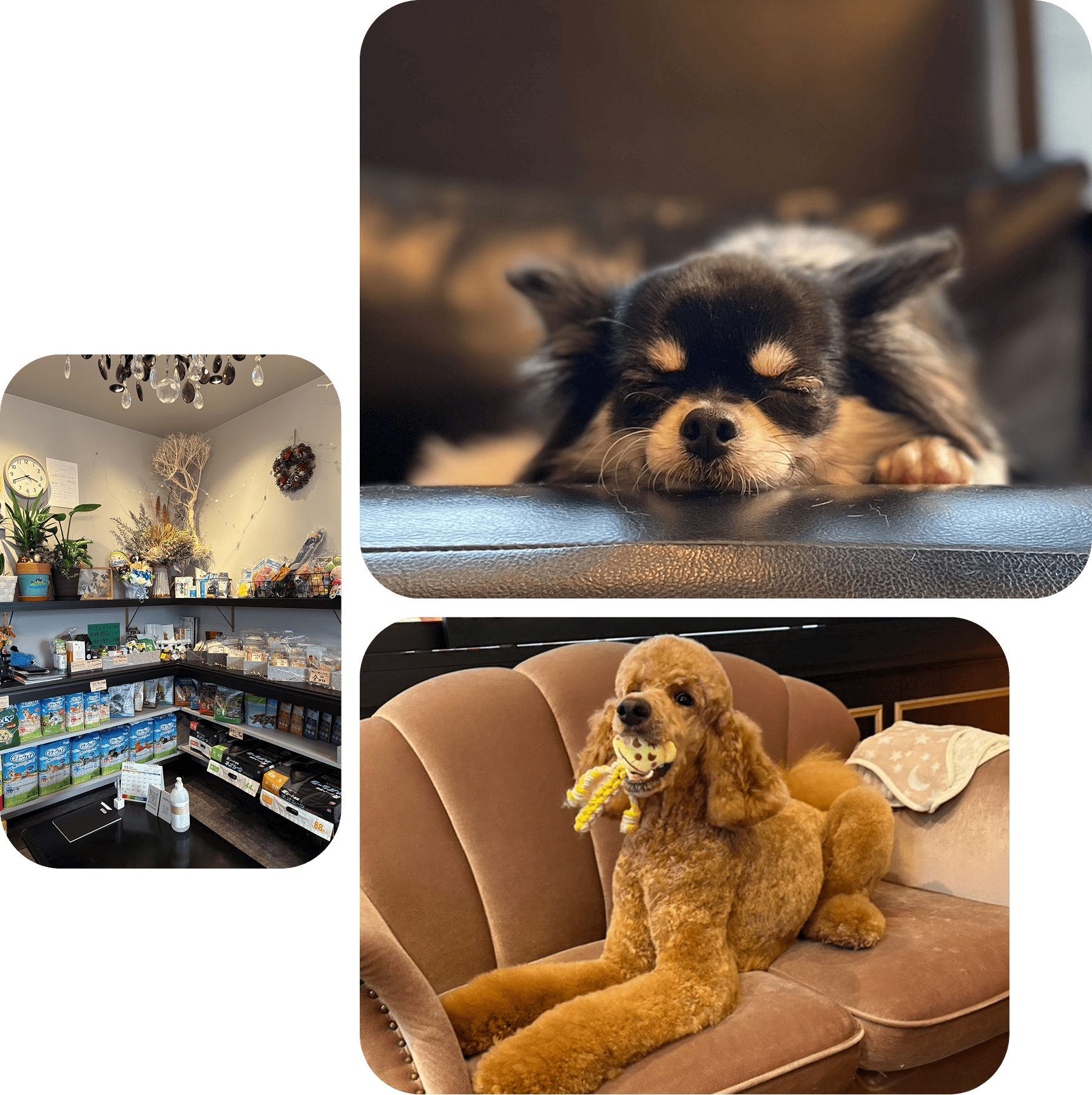 おもちゃ・フード販売